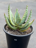 Aloe Marlothii Live Succulent | Rare Mountain Aloe | Large Easy Care Plant | Exact Plant #59
