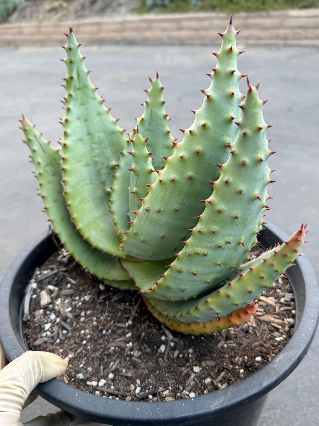 Aloe Marlothii Live Succulent | Rare Mountain Aloe | Large Easy Care Plant | Exact Plant #59