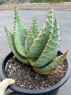 Aloe Marlothii Live Succulent | Rare Mountain Aloe | Large Easy Care Plant | Exact Plant #59