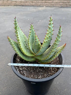 Aloe Marlothii Live Succulent | Rare Mountain Aloe | Large Easy Care Plant | Exact Plant #59