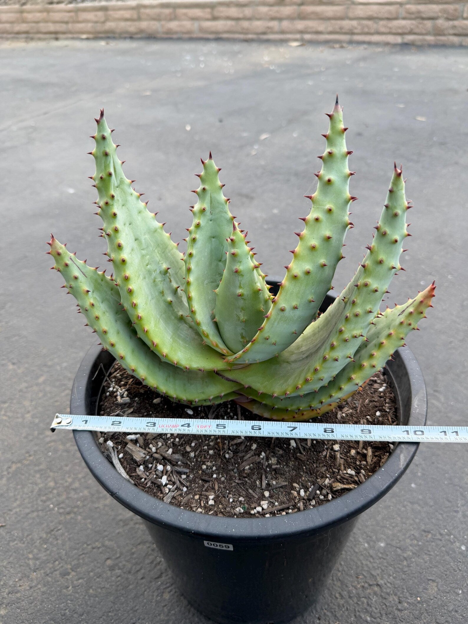Aloe Marlothii Live Succulent | Rare Mountain Aloe | Large Easy Care Plant | Exact Plant #59