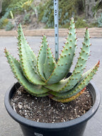 Aloe Marlothii Live Succulent | Rare Mountain Aloe | Large Easy Care Plant | Exact Plant #59