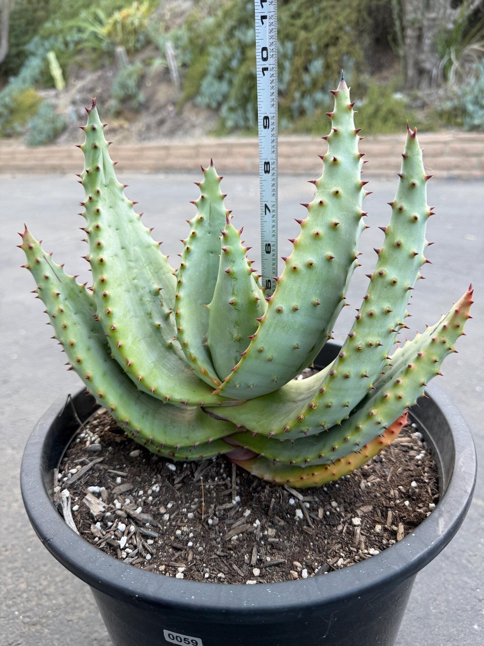 Aloe Marlothii Live Succulent | Rare Mountain Aloe | Large Easy Care Plant | Exact Plant #59
