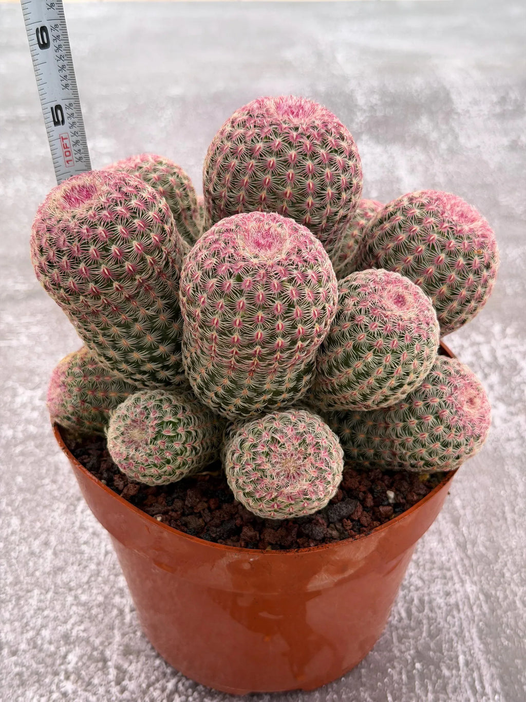 Large Rainbow Cluster Rare Live Cactus – 14 Heads Exact Plant #622