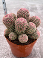 Large Rainbow Cluster Rare Live Cactus – 14 Heads Exact Plant #622