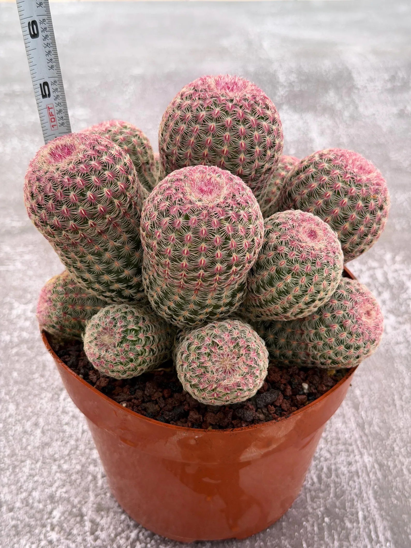 Large Rainbow Cluster Rare Live Cactus – 14 Heads Exact Plant #622