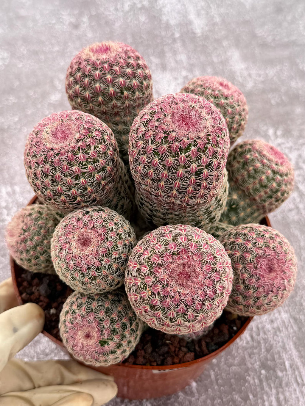 Large Rainbow Cluster Rare Live Cactus – 14 Heads Exact Plant #622
