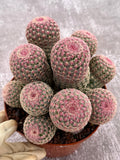 Large Rainbow Cluster Rare Live Cactus – 14 Heads Exact Plant #622
