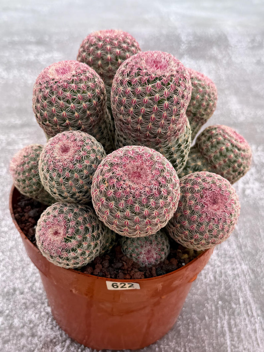 Large Rainbow Cluster Rare Live Cactus – 14 Heads Exact Plant #622