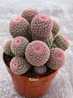 Large Rainbow Cluster Rare Live Cactus – 14 Heads Exact Plant #622