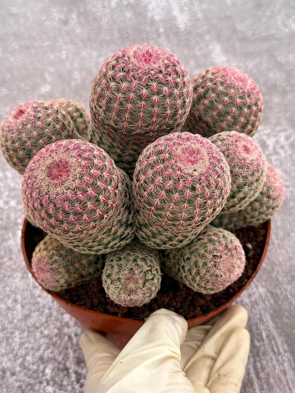 Large Rainbow Cluster Rare Live Cactus – 14 Heads Exact Plant #622