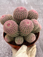 Large Rainbow Cluster Rare Live Cactus – 14 Heads Exact Plant #622