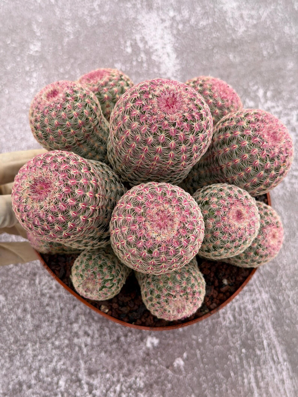 Large Rainbow Cluster Rare Live Cactus – 14 Heads Exact Plant #622