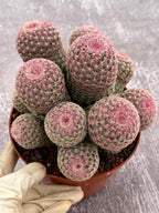 Large Rainbow Cluster Rare Live Cactus – 14 Heads Exact Plant #622