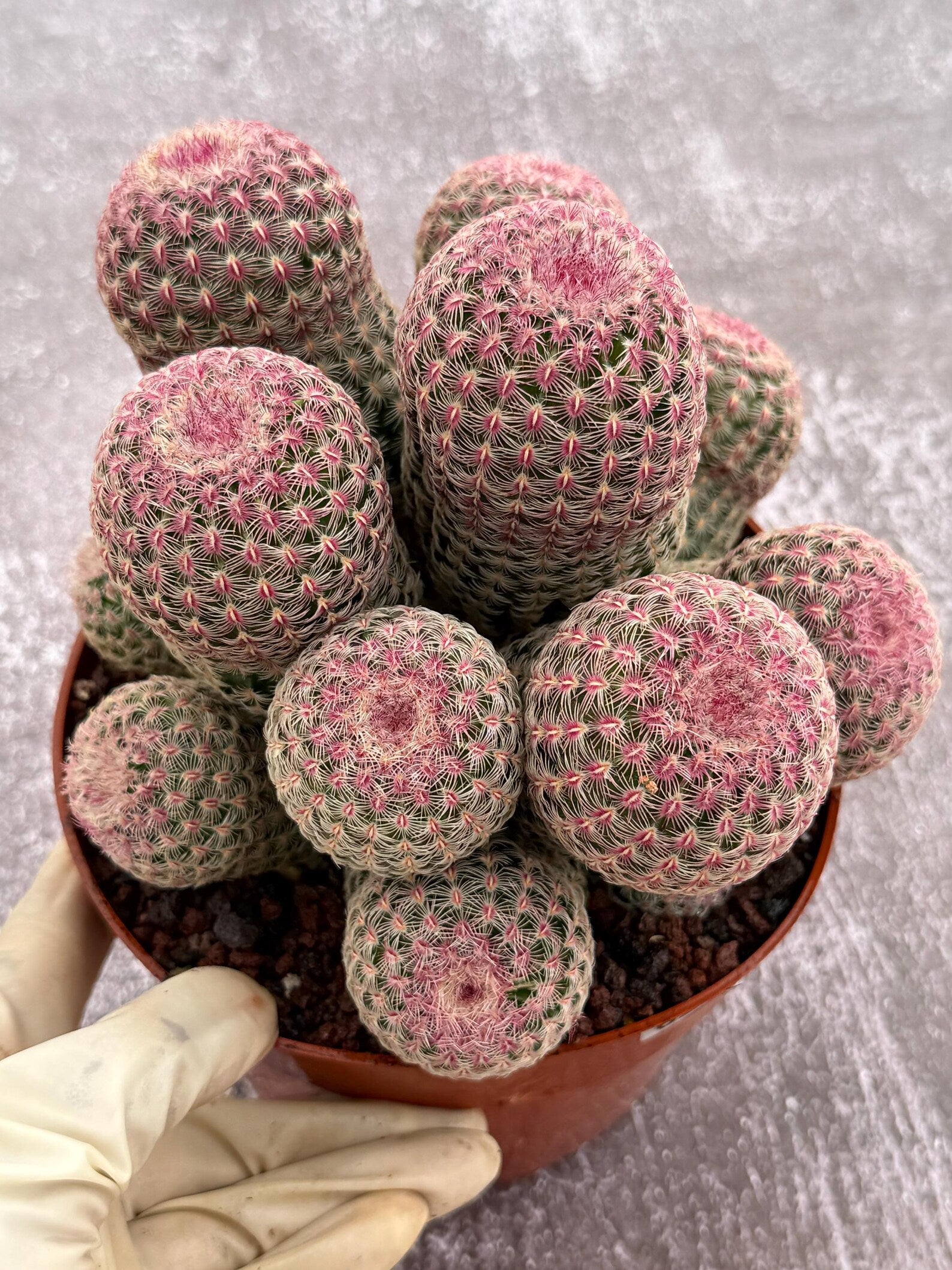 Large Rainbow Cluster Rare Live Cactus – 14 Heads Exact Plant #622