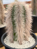 Woolly Rhino Columna Cactus Cutting | Rare Collector Cactus | Calloused & Ready to Root