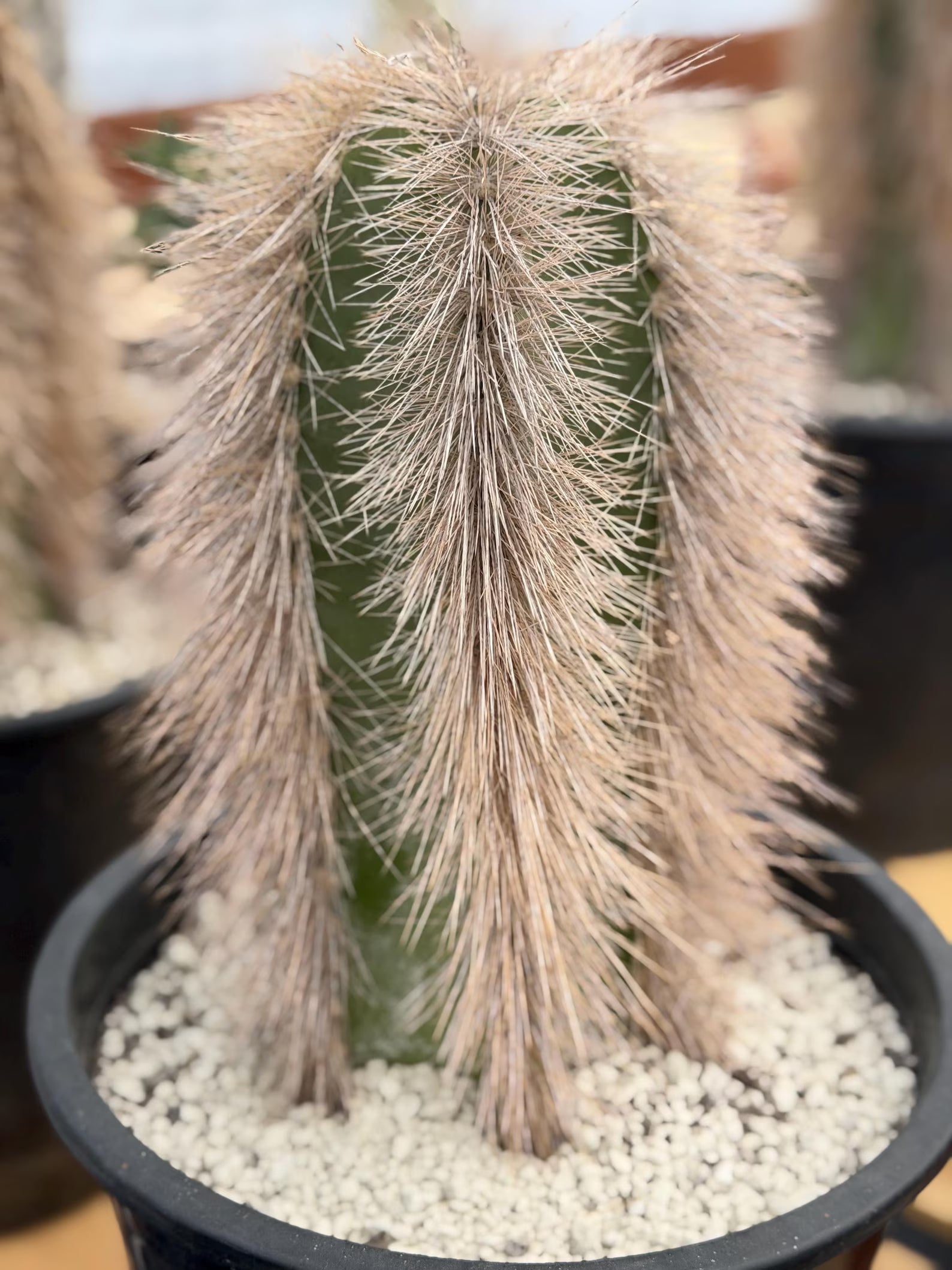 Woolly Rhino Columna Cactus Cutting | Rare Collector Cactus | Calloused & Ready to Root