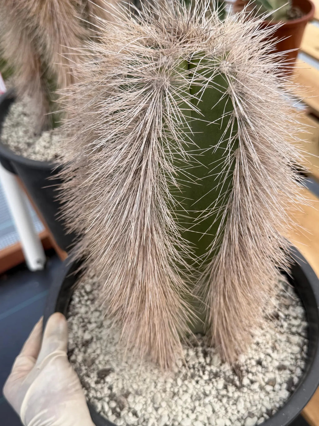 Woolly Rhino Columna Cactus Cutting | Rare Collector Cactus | Calloused & Ready to Root