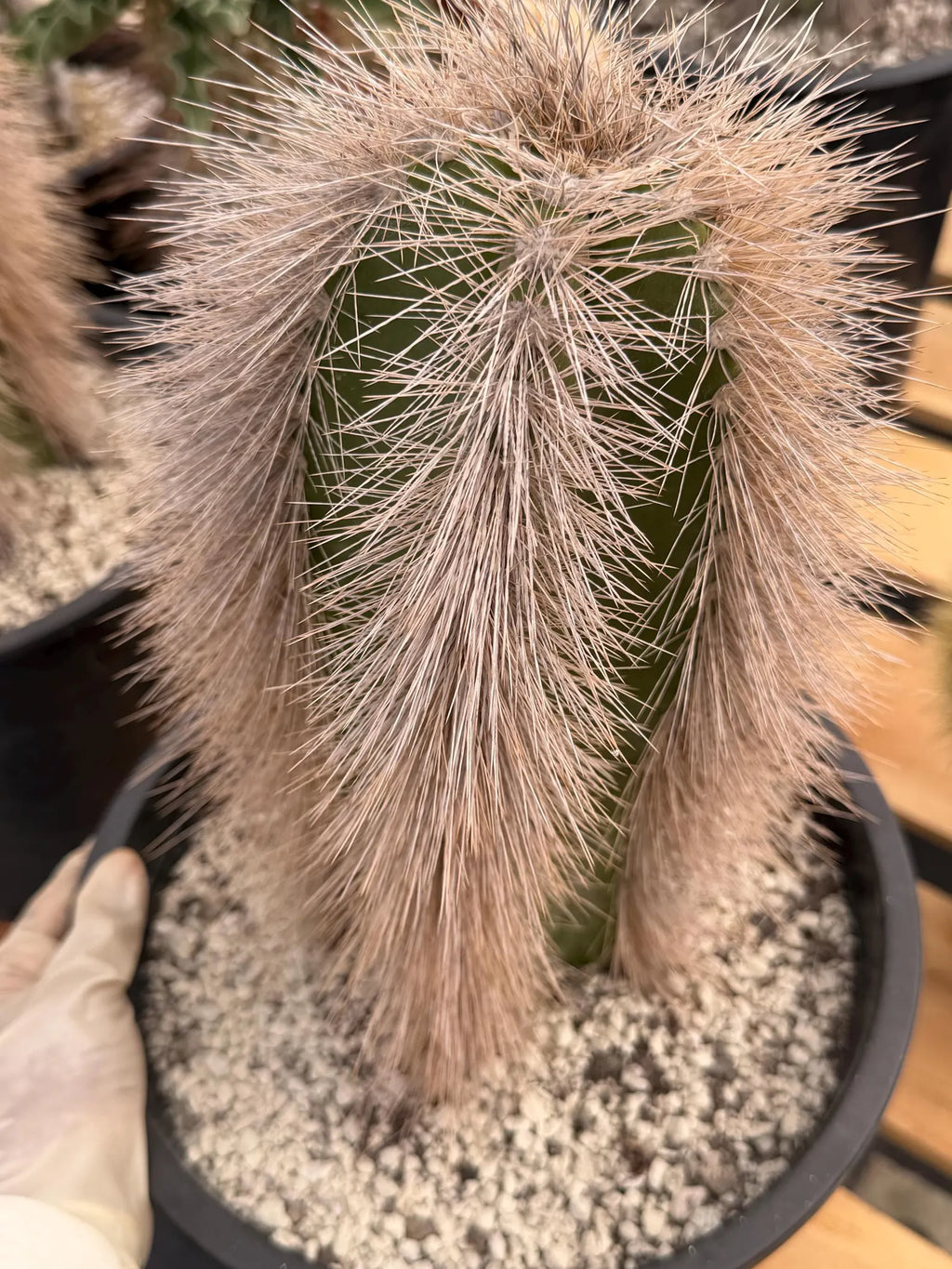Woolly Rhino Columna Cactus Cutting | Rare Collector Cactus | Calloused & Ready to Root