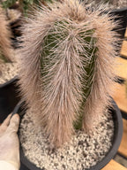 Woolly Rhino Columna Cactus Cutting | Rare Collector Cactus | Calloused & Ready to Root