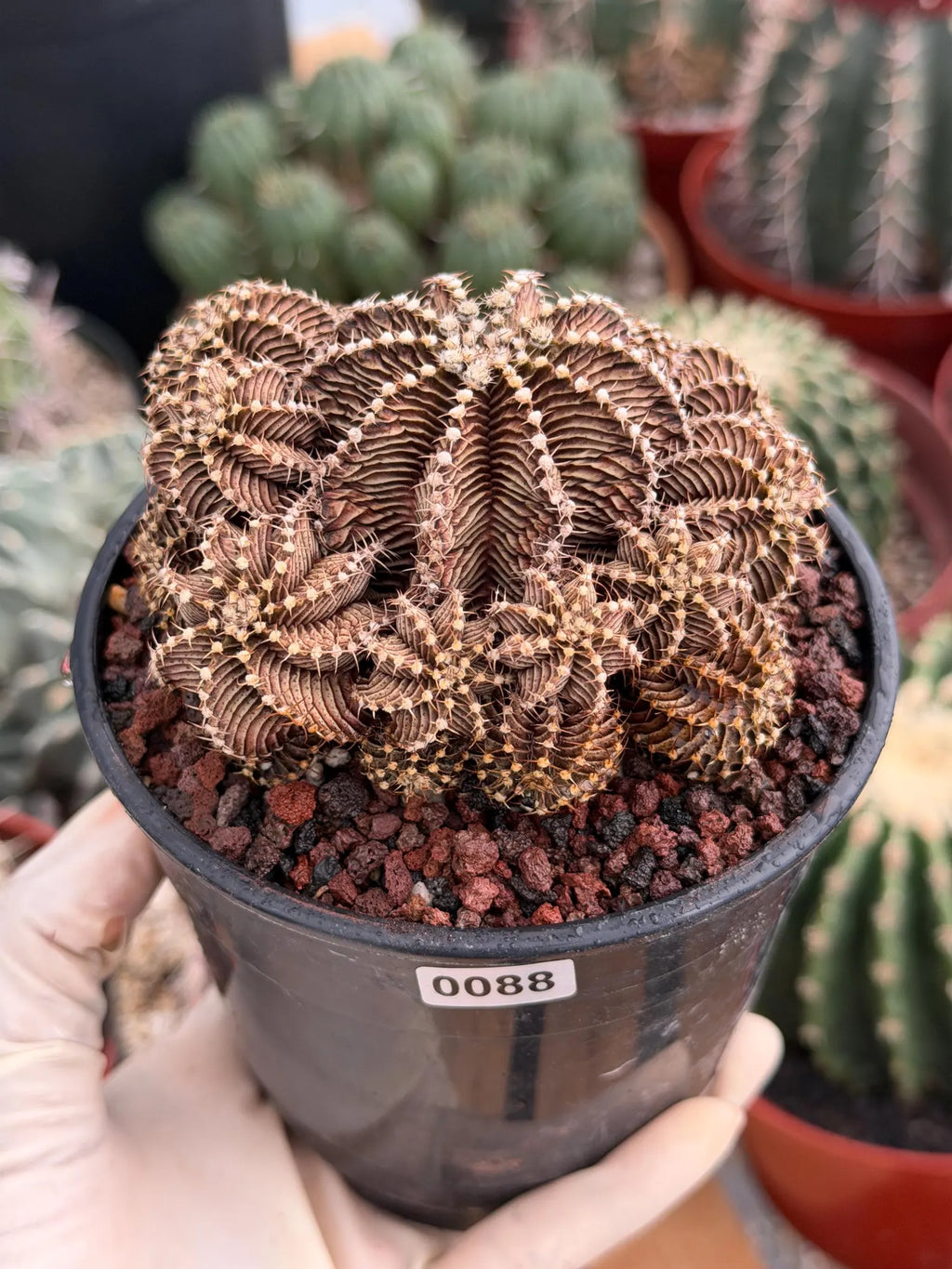Gymnocalycium R9001 Cluster Live Cactus – Rare Collector Plant #88