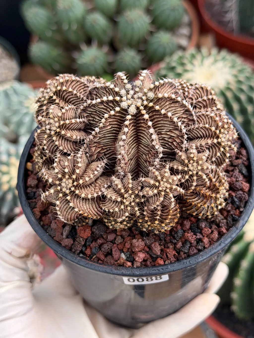 Gymnocalycium R9001 Cluster Live Cactus – Rare Collector Plant #88