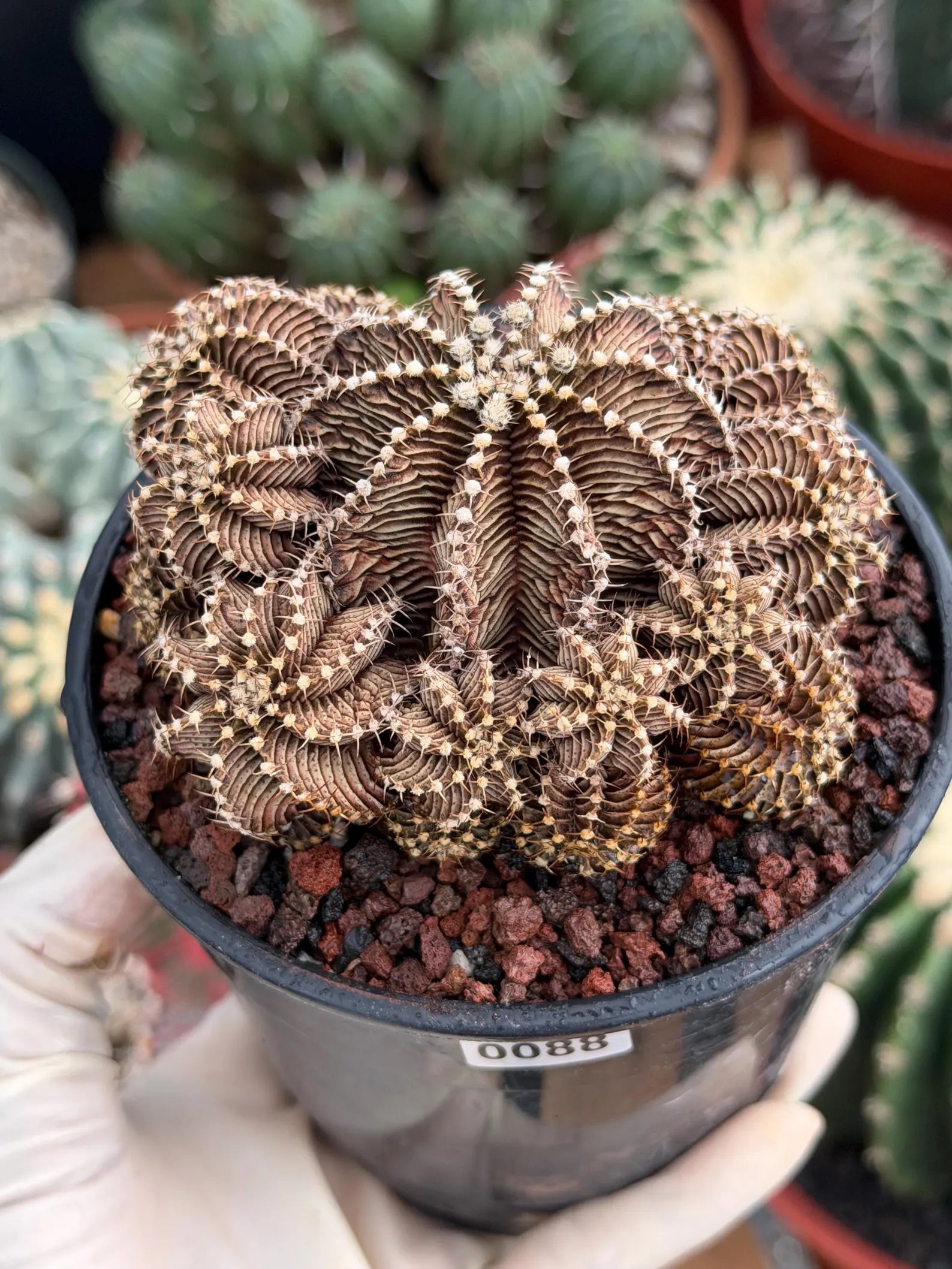 Gymnocalycium R9001 Cluster Live Cactus – Rare Collector Plant #88