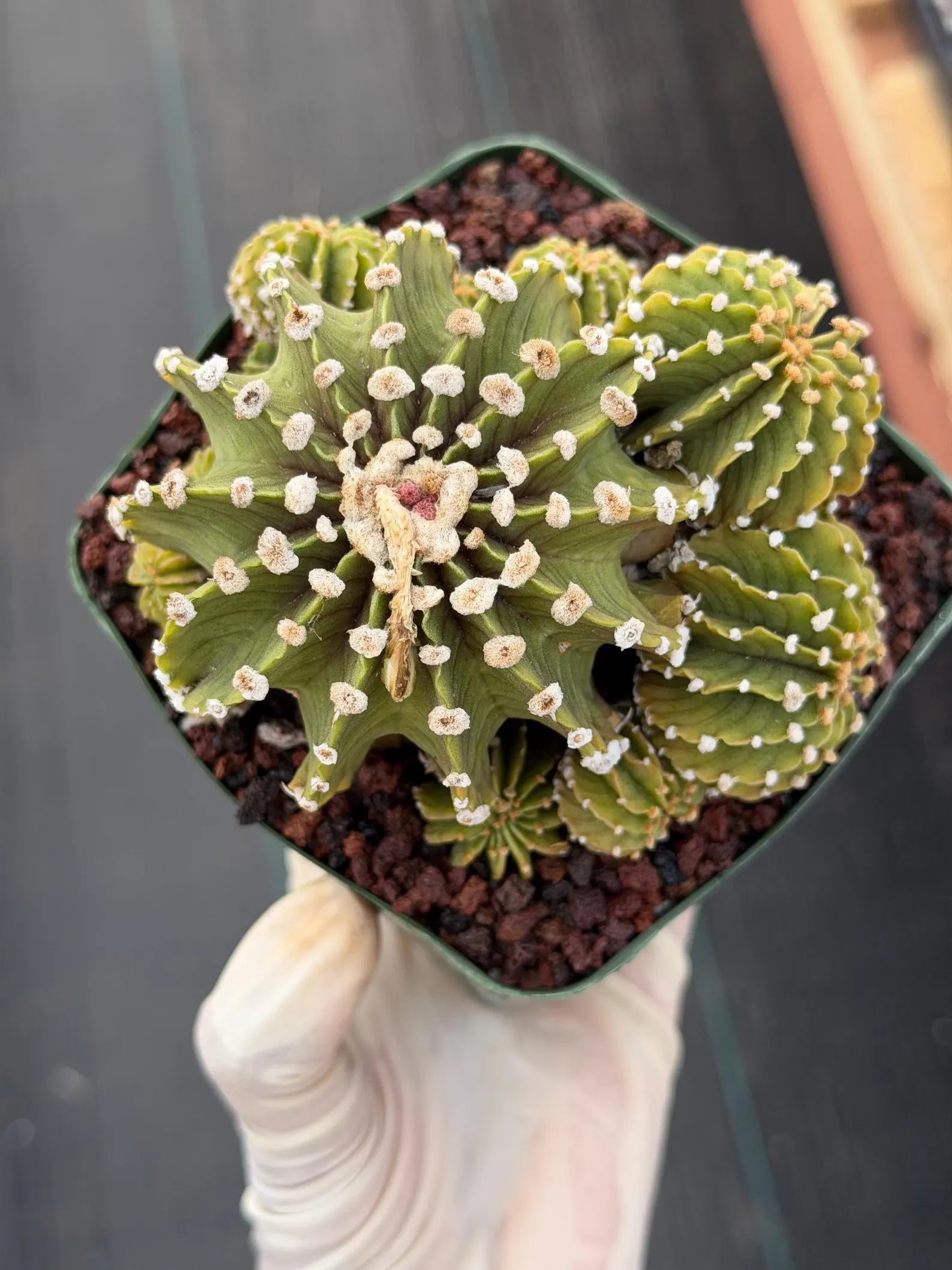 Gymnocalycium LB Cluster Seed Grown Rare Live Cactus – Plant #365