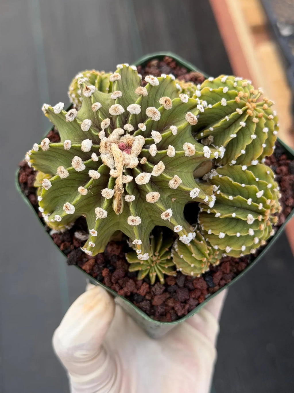 Gymnocalycium LB Cluster Seed Grown Rare Live Cactus – Plant #365