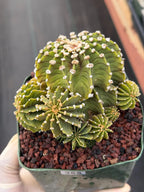 Gymnocalycium LB Cluster Seed Grown Rare Live Cactus – Plant #365
