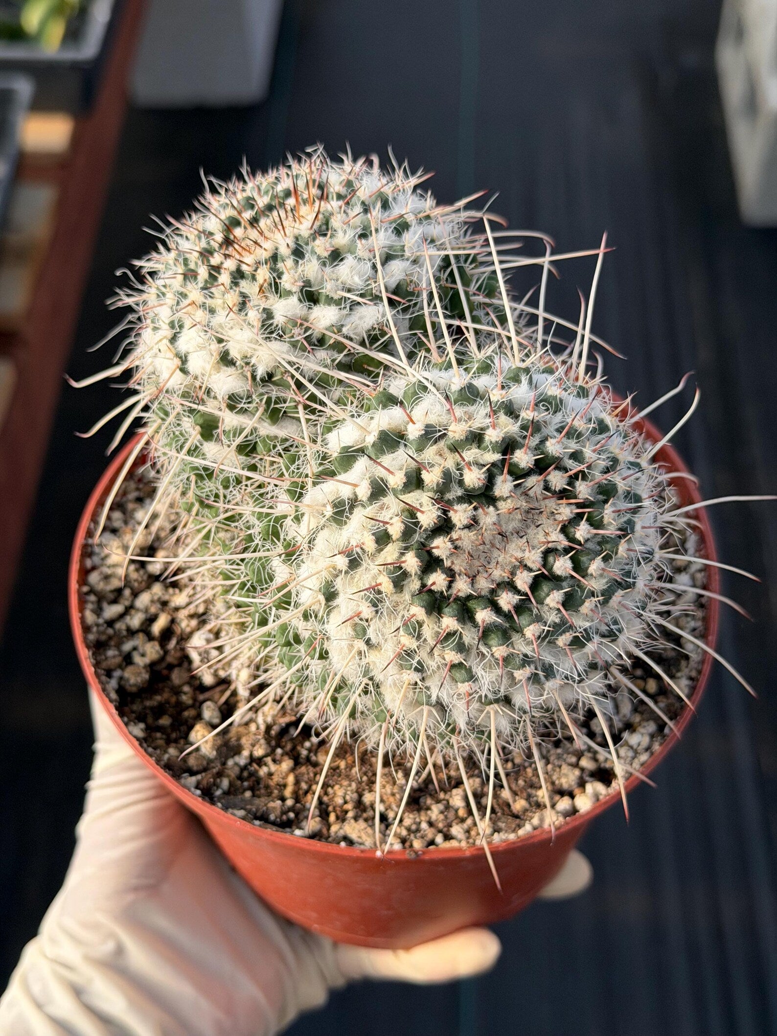 Mammillaria Owl Eyes Cactus #56 | Large Rare Live Cactus with White Spines