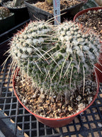 Mammillaria Owl Eyes Cactus #56 | Large Rare Live Cactus with White Spines