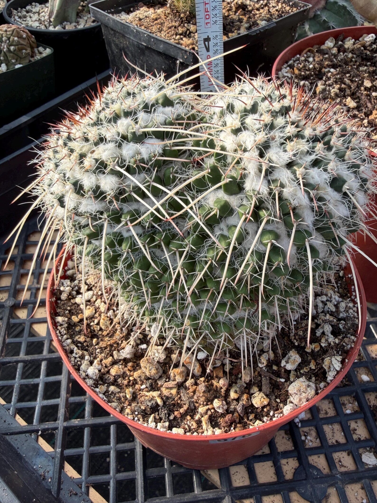 Mammillaria Owl Eyes Cactus #56 | Large Rare Live Cactus with White Spines