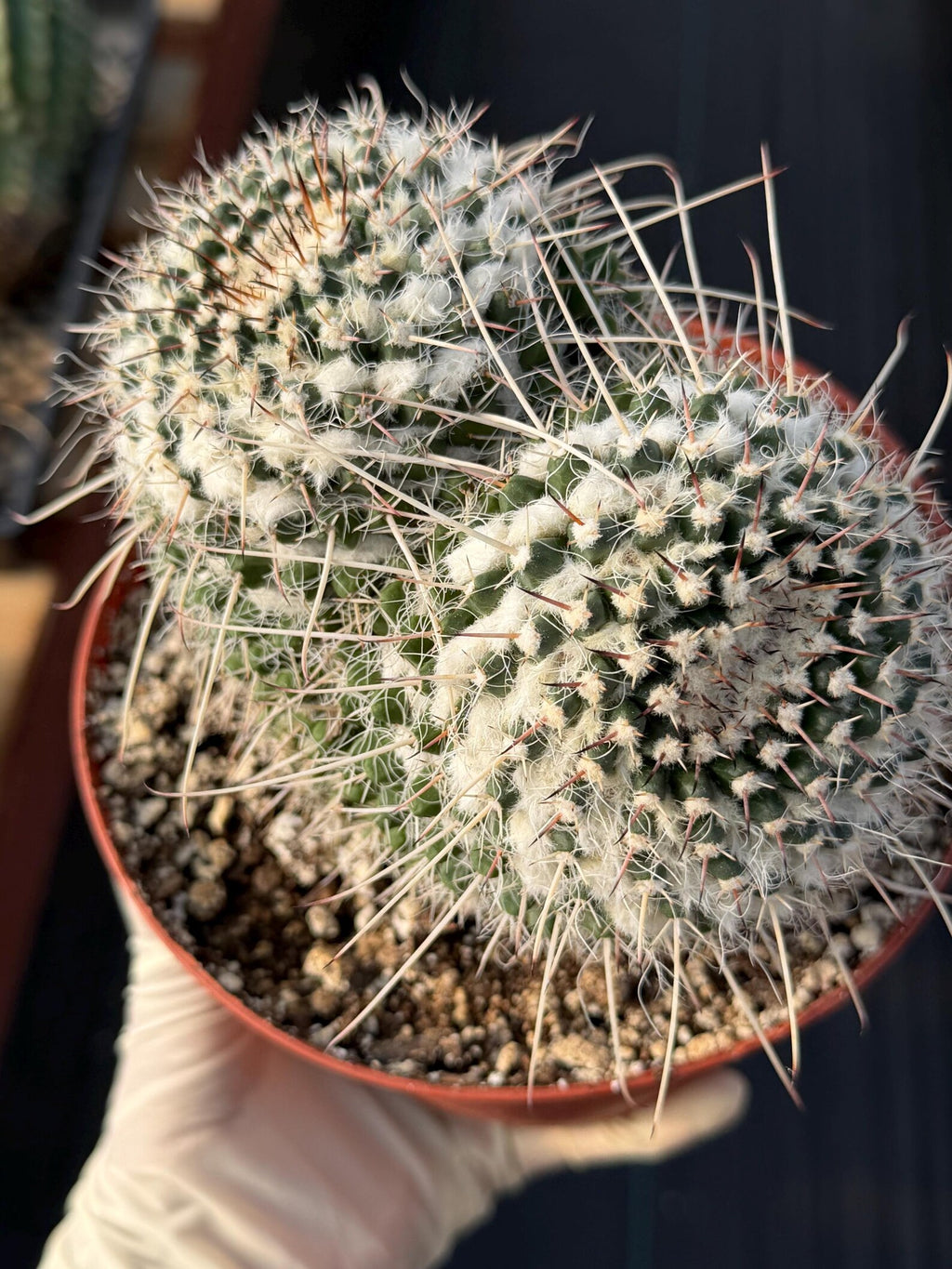 Mammillaria Owl Eyes Cactus #56 | Large Rare Live Cactus with White Spines