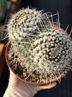 Mammillaria Owl Eyes Cactus #56 | Large Rare Live Cactus with White Spines