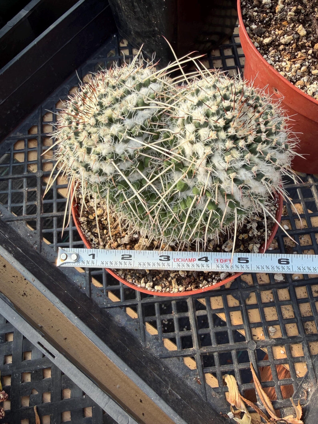 Mammillaria Owl Eyes Cactus #56 | Large Rare Live Cactus with White Spines