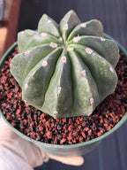 Melocactus Matanzanus Inermis | Spineless Live Cactus | Rare Seed Grown Plant