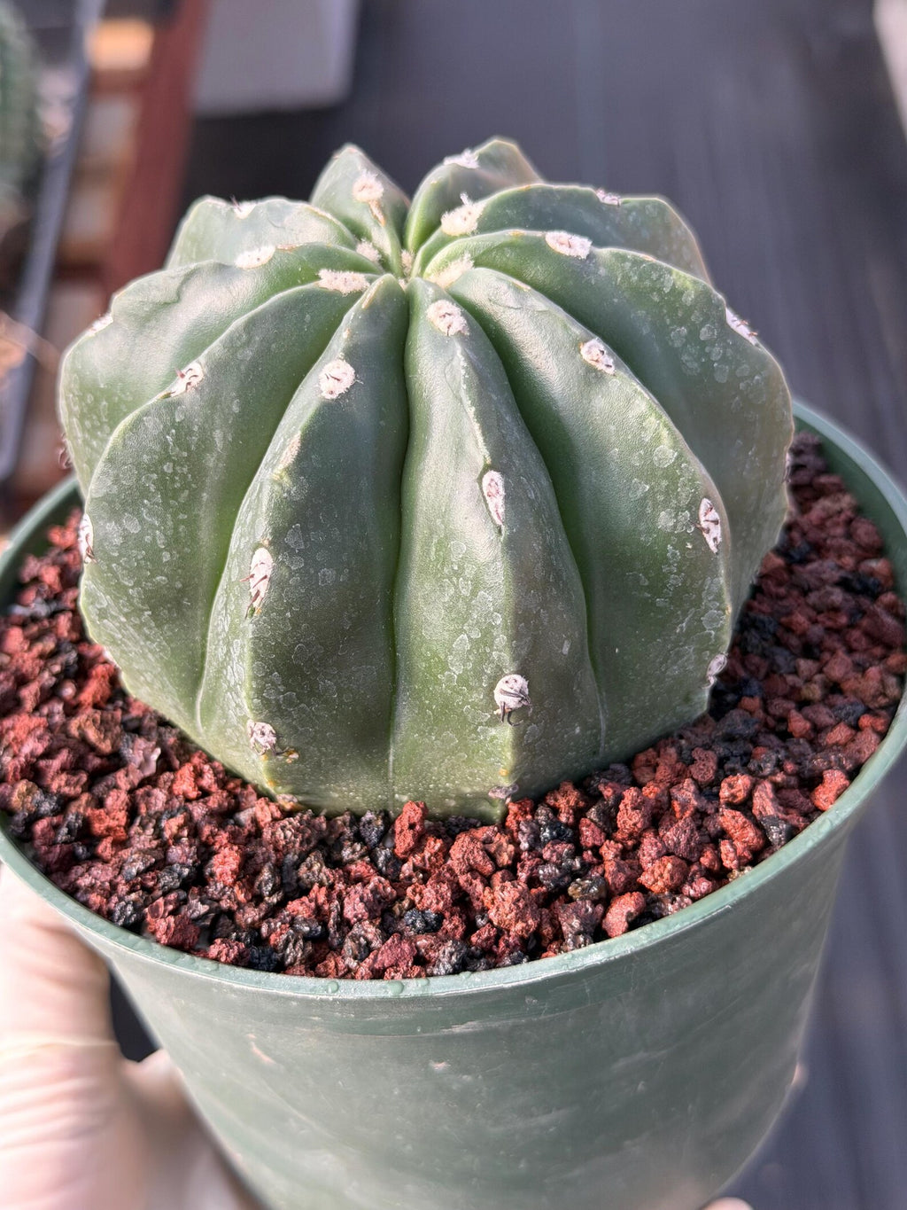 Melocactus Matanzanus Inermis | Spineless Live Cactus | Rare Seed Grown Plant