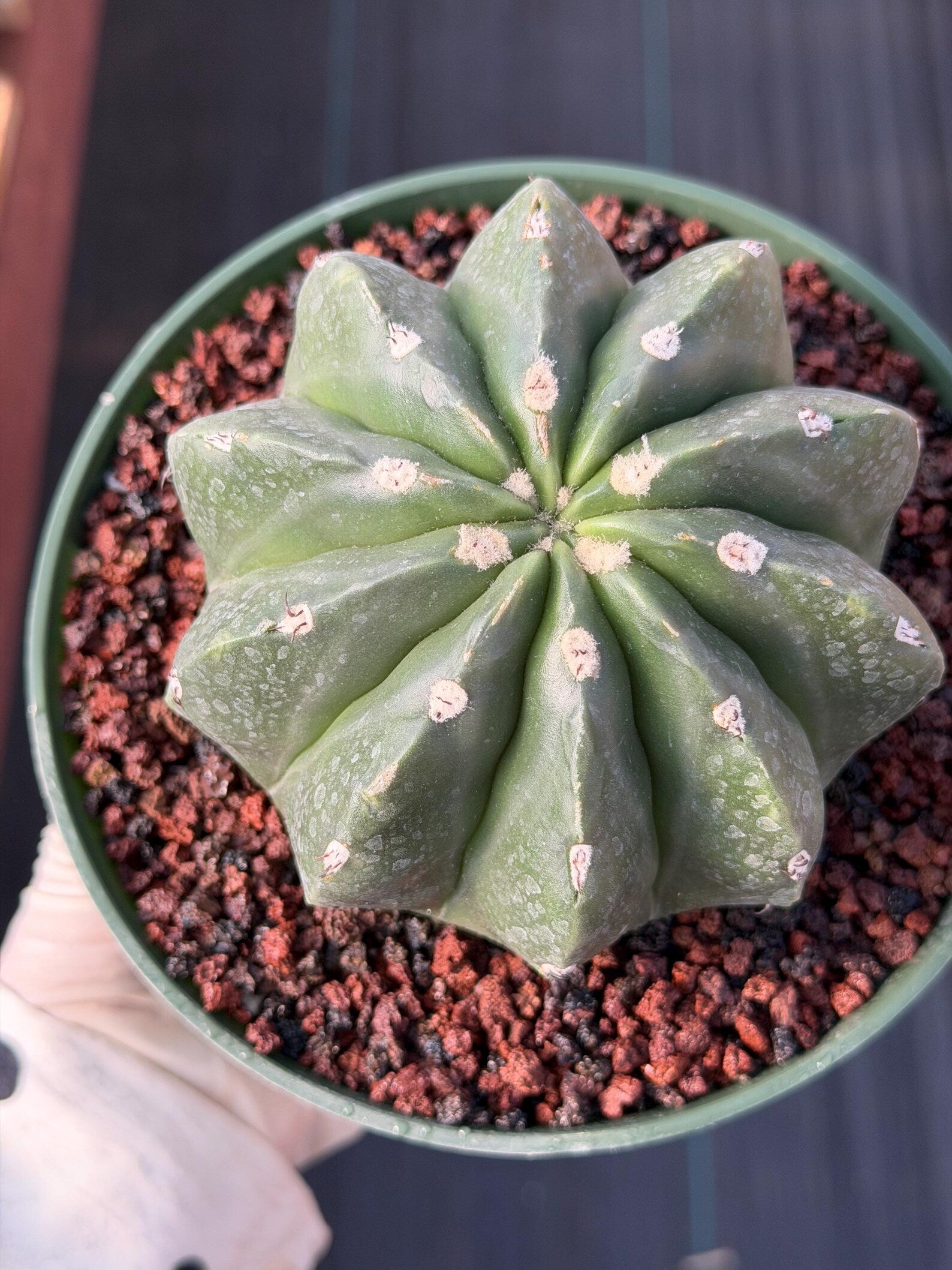 Melocactus Matanzanus Inermis | Spineless Live Cactus | Rare Seed Grown Plant