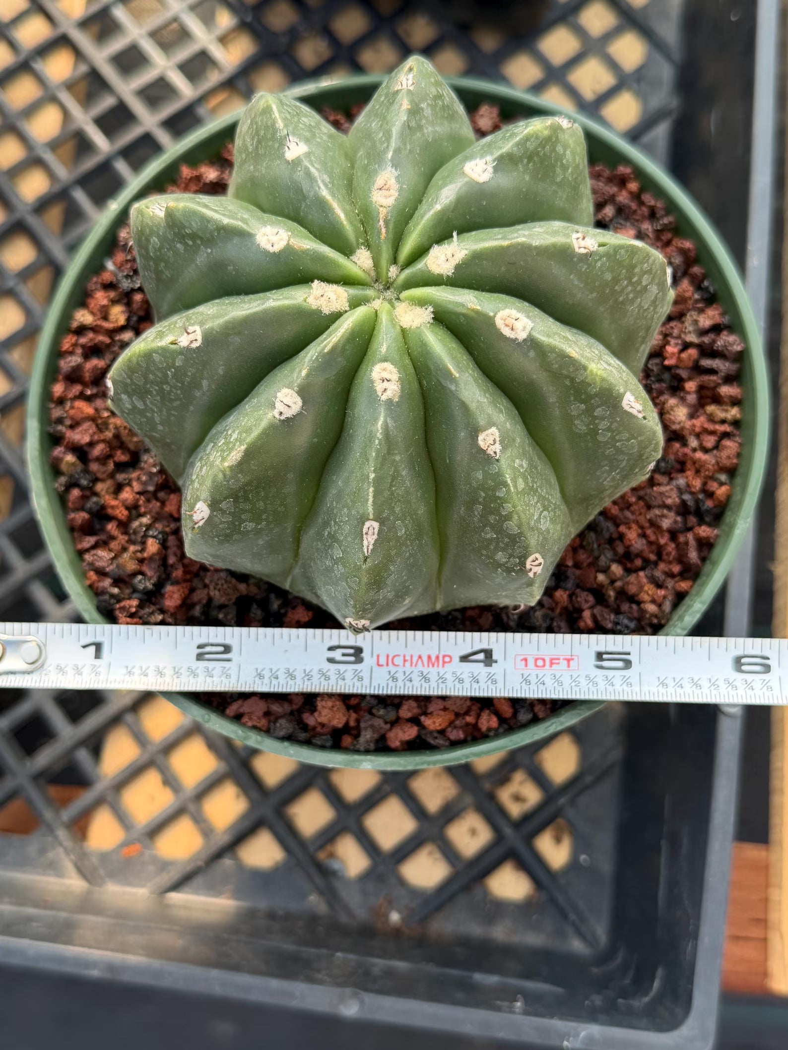 Melocactus Matanzanus Inermis | Spineless Live Cactus | Rare Seed Grown Plant
