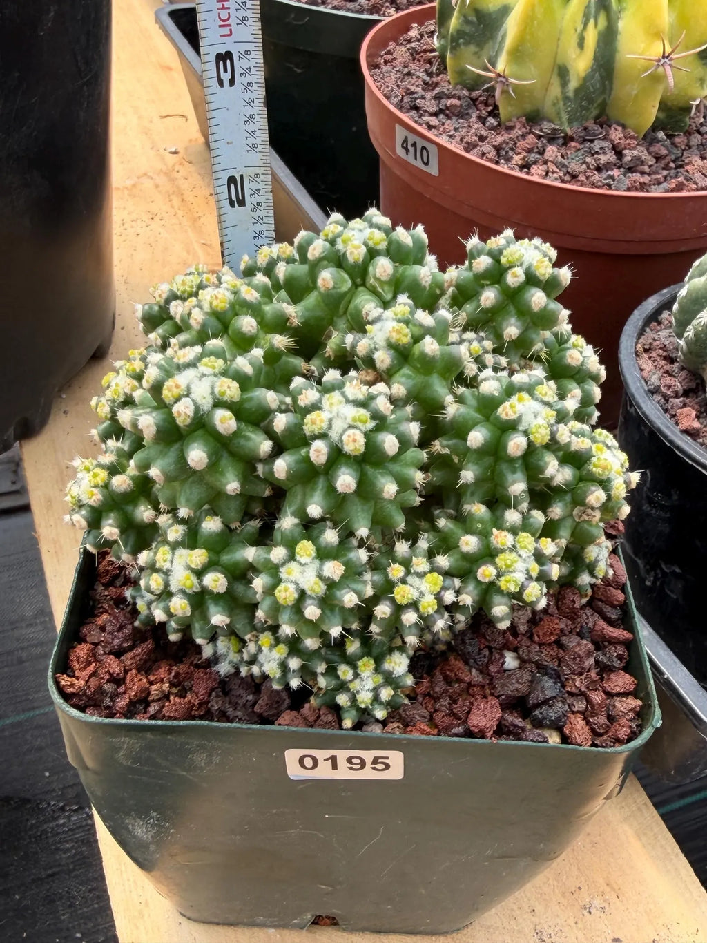 Echinocactus Grusonii Short Spine Montrose Cluster