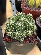Echinocactus Grusonii Short Spine Montrose Cluster