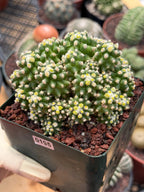 Echinocactus Grusonii Short Spine Montrose Cluster