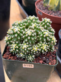 Echinocactus Grusonii Short Spine Montrose Cluster