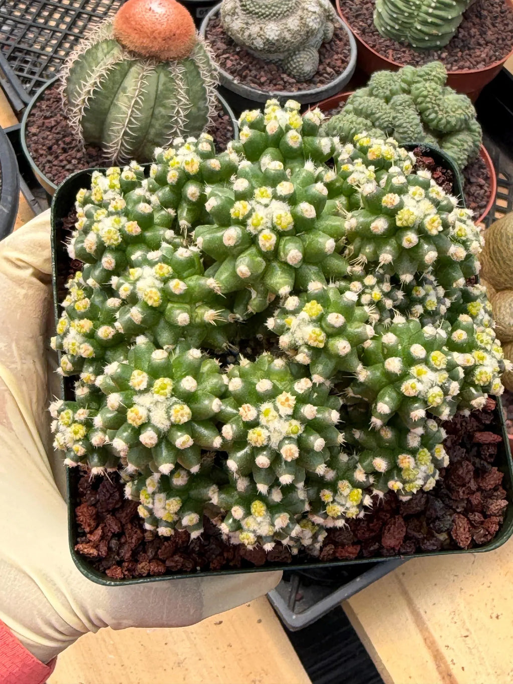Echinocactus Grusonii Short Spine Montrose Cluster