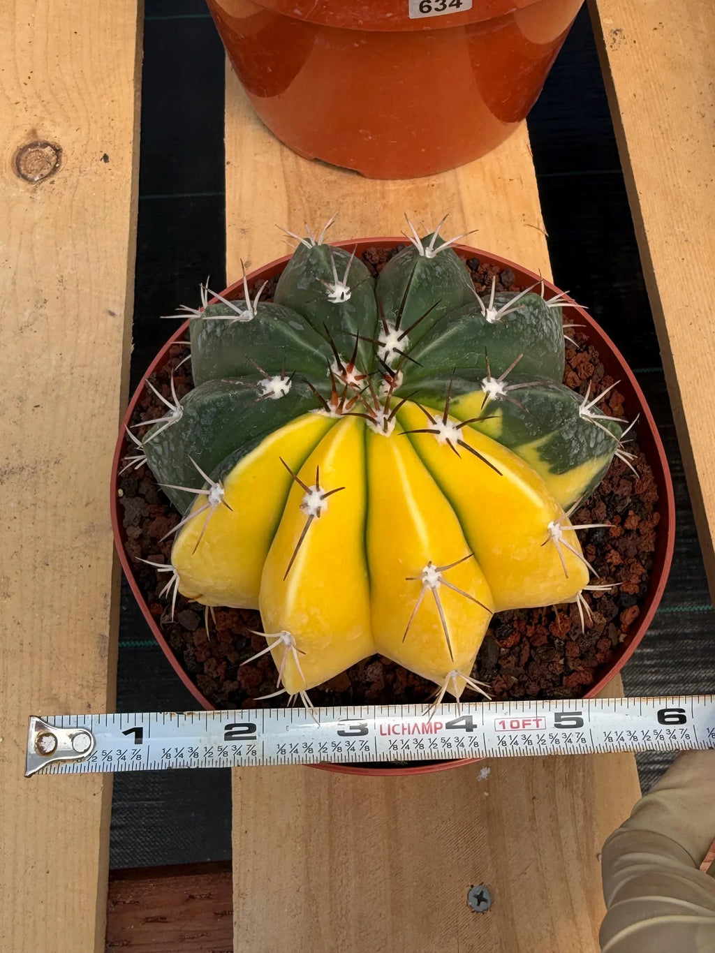 6” Variegated Melocactus | Live Cactus | Live Plant Rich #415