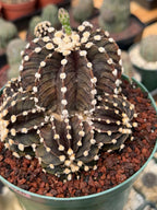 Variegated Purple Gymnocalycium Cluster Live Cactus – Rare Plant #25
