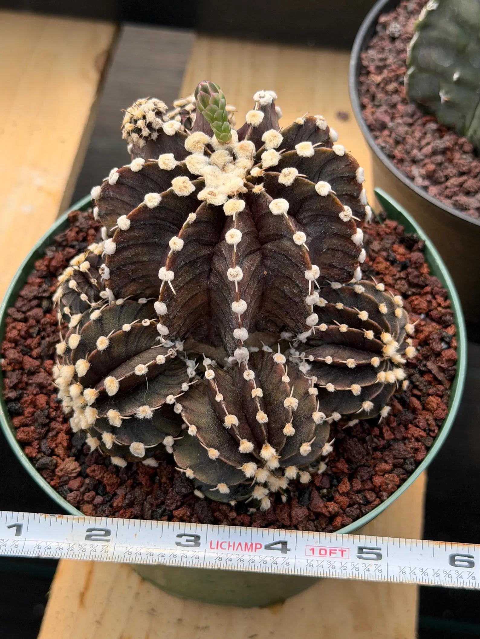 Variegated Purple Gymnocalycium Cluster Live Cactus – Rare Plant #25