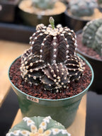 Variegated Purple Gymnocalycium Cluster Live Cactus – Rare Plant #25