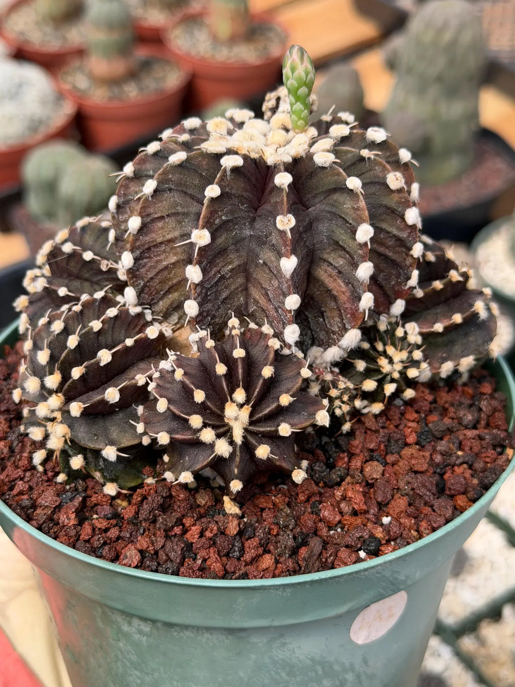 Variegated Purple Gymnocalycium Cluster Live Cactus – Rare Plant #25